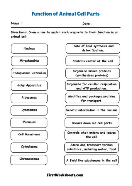Function of Animal Cell Parts Worksheets