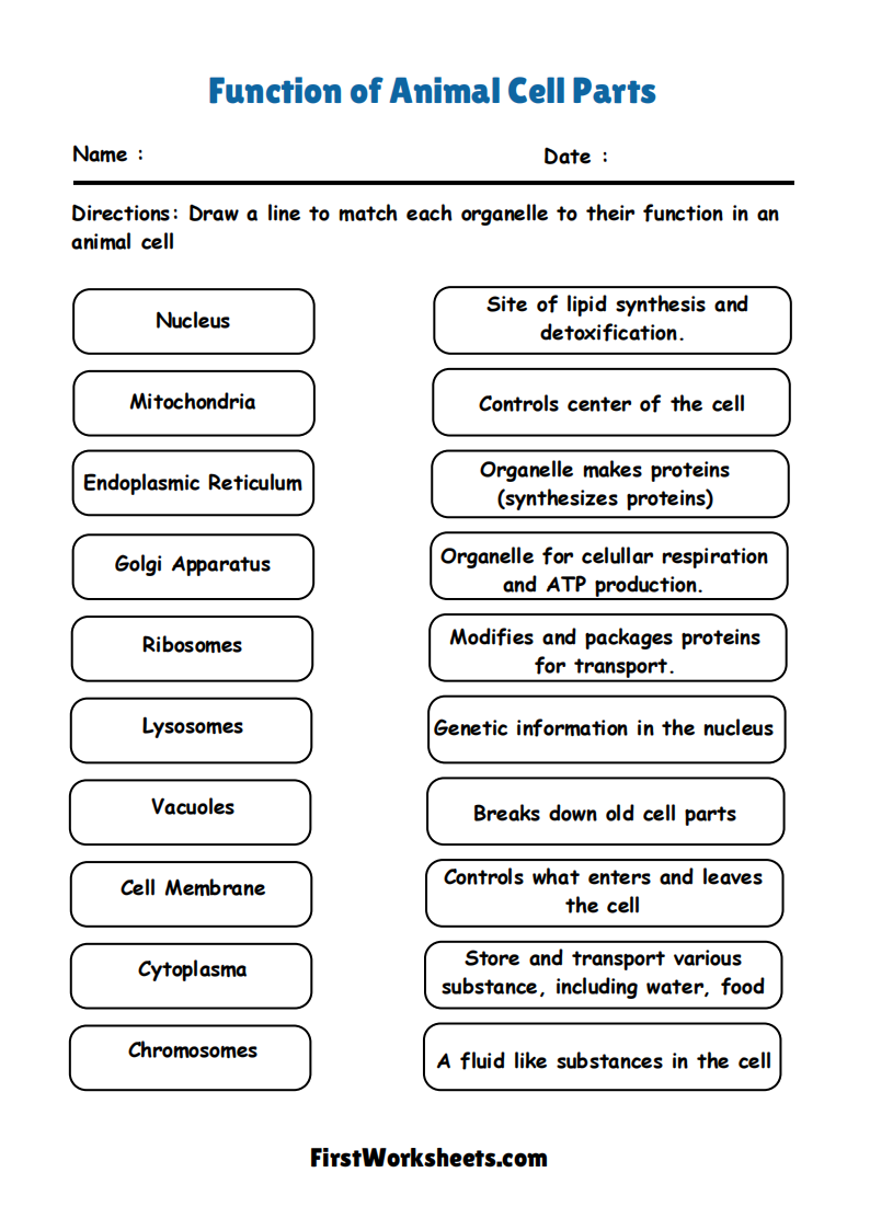 Function Of Animal Cell Parts Worksheet Function Of Animal Cell Parts Worksheet