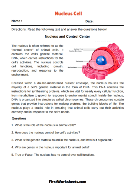 Nucleus Cell Worksheets