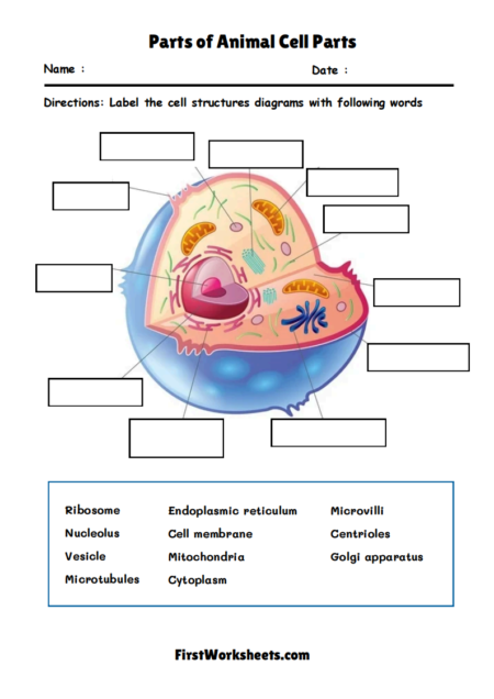 Parts of Animal Cell Parts Worksheets Parts of Animal Cell Parts Worksheets