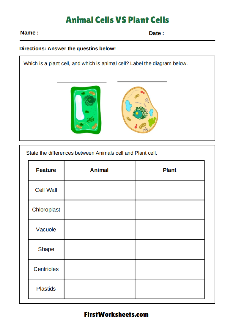 Animal Cells Vs Plant Cells Worksheet Animal Cells Vs Plant Cells Worksheet