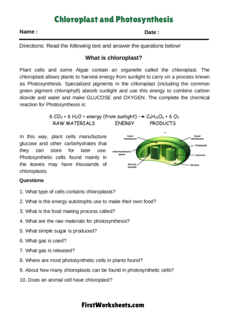 Chloroplast and Photosynthesis Worksheets