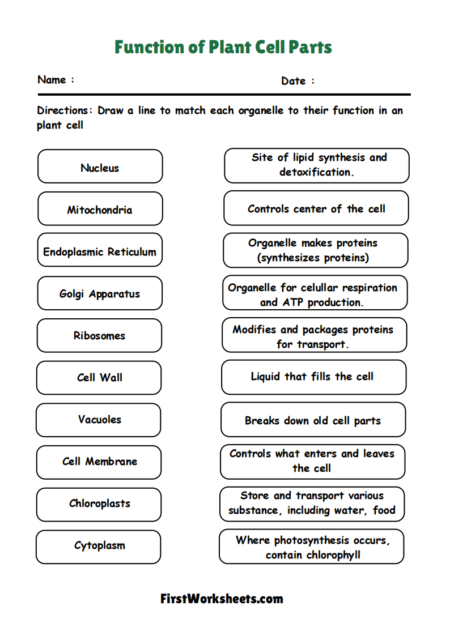 Function of Plant Cell Parts Worksheets