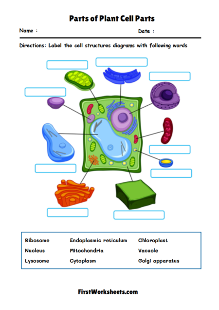 Parts of Plant Cell Parts Worksheets