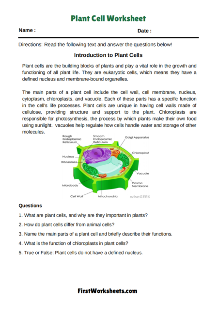 Plant Cell Worksheets