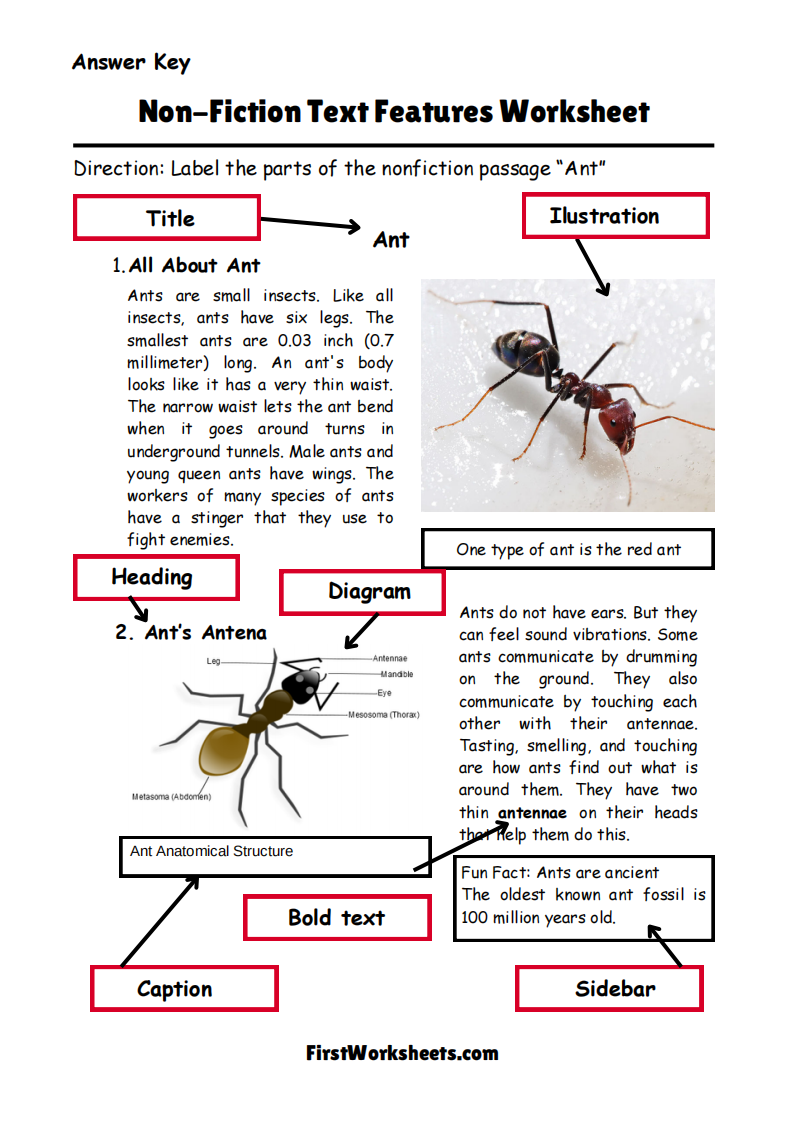 Non Fiction Text Features Worksheet Answer Key