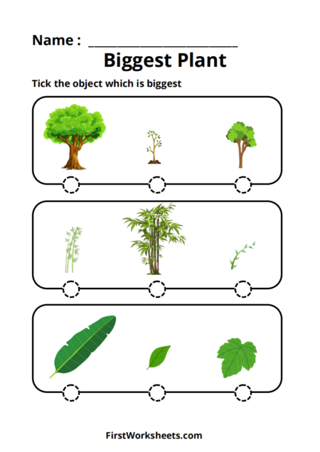 Biggest Plant Identification Worksheets Biggest Plant Identification Worksheets