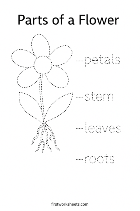 Parts Of Flower Worksheets